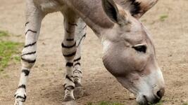 oselsomálský donkey-218977 960 720